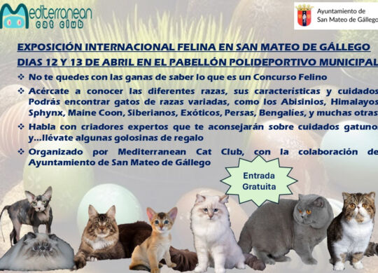 exposición felina